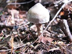 Cortinarius flexipes