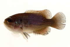 Mud Sunfish photo 3