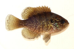 Banded Sunfish photo 2