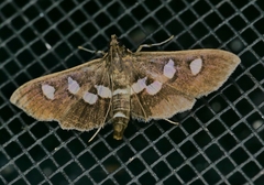 Desmia subdivisalis