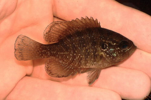 Banded sunfish (Enneacanthus obesus) — Centrarchidae — 3