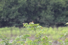 Icterus spurius spurius