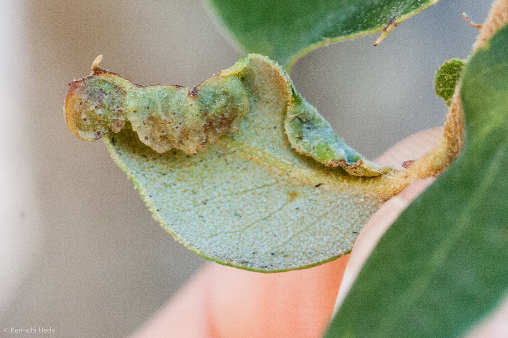 Fold Gall Midge