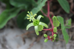 Passiflora viridiflora
