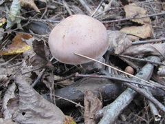 Cortinarius camphoratus