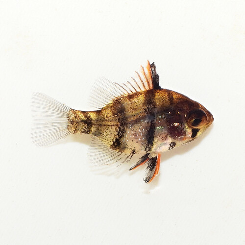 Blackbanded sunfish (Enneacanthus chaetodon) — Centrarchidae — 3