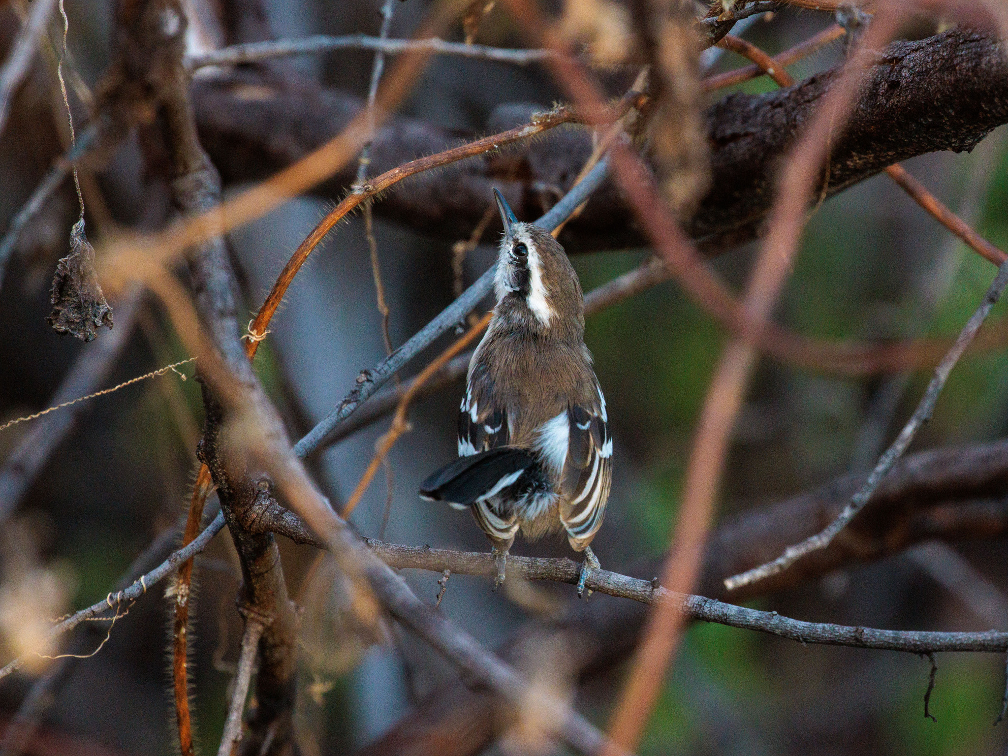 Black-bellied Antwren (Formicivora melanogaster), photo 5