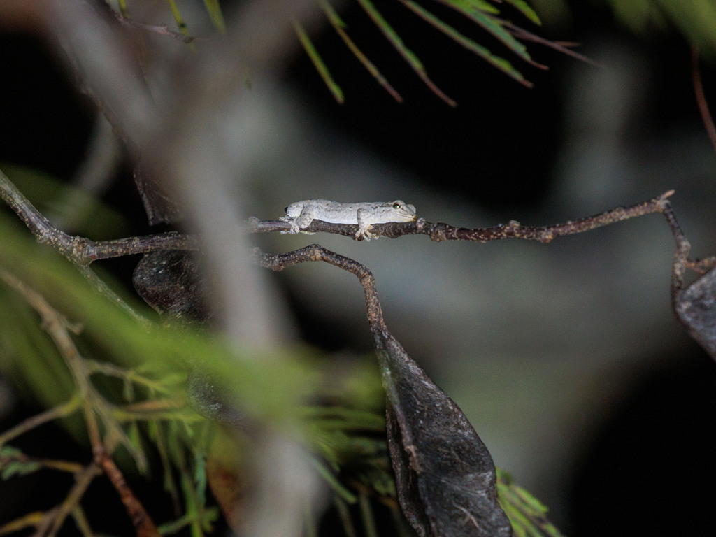 Kluge's Dwarf Gecko
