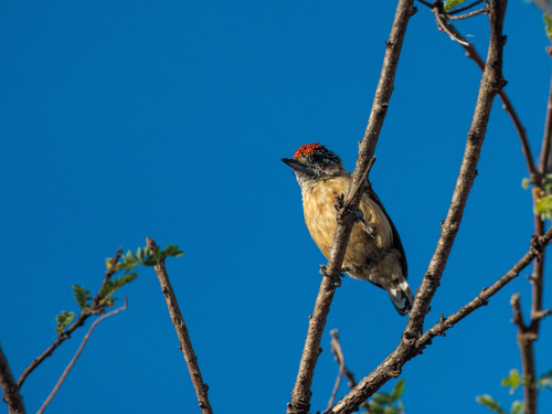 Ochraceous Piculet (Picumnus limae), photo 6
