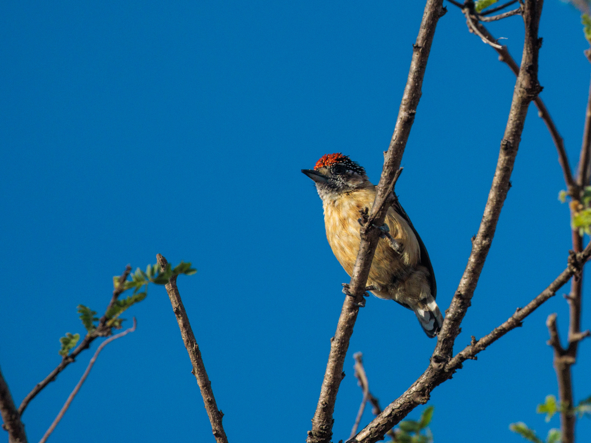 Ochraceous Piculet (Picumnus limae), photo 6