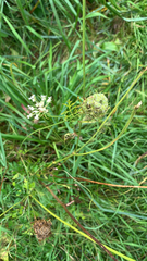Daucus carota