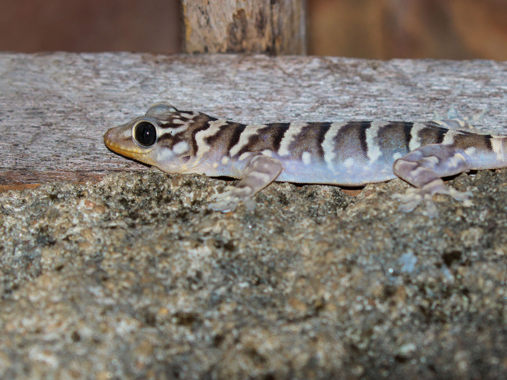 Peraiba Gecko