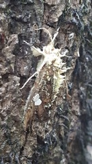 Akanthomyces aculeatus