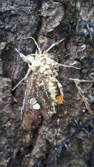 Akanthomyces aculeatus