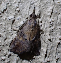 Hypena minualis