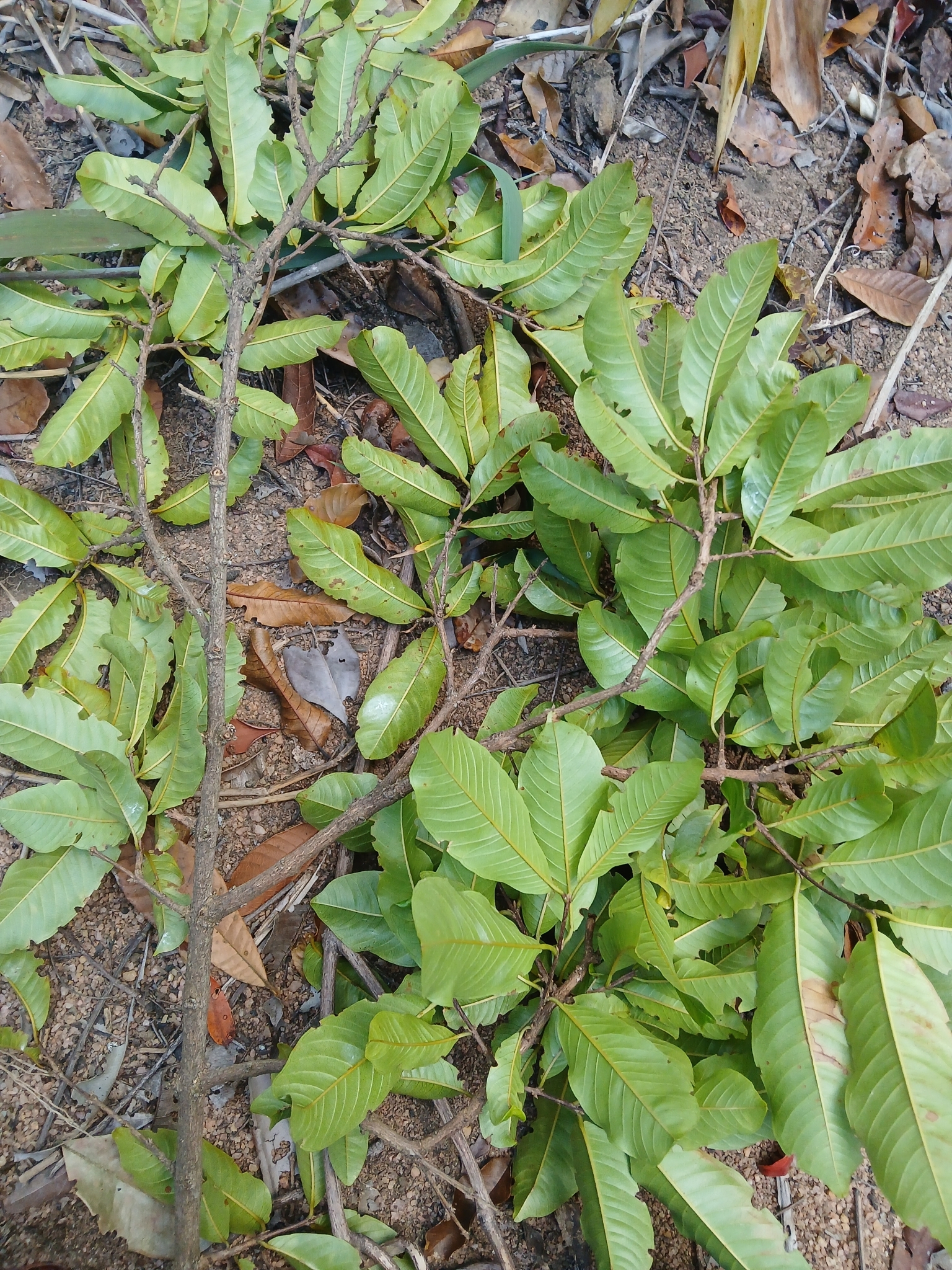 Qualea megalocarpa