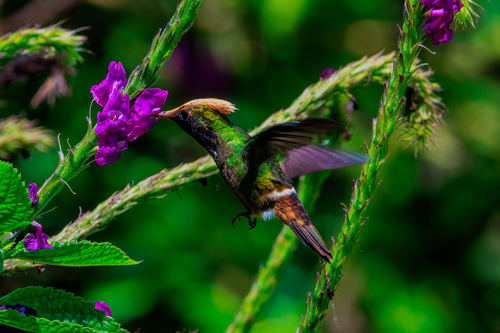 Spangled Coquette (Lophornis stictolophus), photo 10
