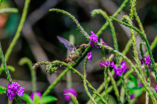 Spangled Coquette (Lophornis stictolophus), photo 4