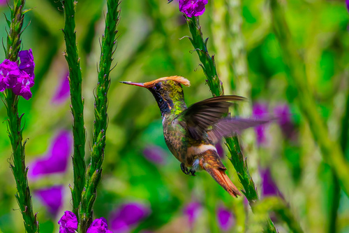 Spangled Coquette (Lophornis stictolophus)