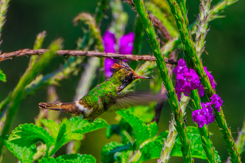 Spangled Coquette (Lophornis stictolophus), photo 3