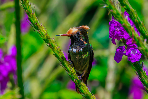 Spangled Coquette (Lophornis stictolophus), photo 5
