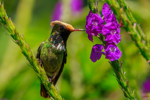 Spangled Coquette (Lophornis stictolophus), photo 6