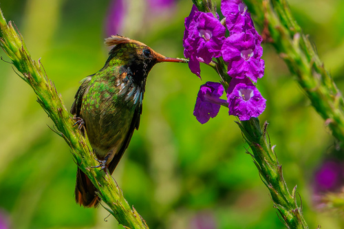 Spangled Coquette (Lophornis stictolophus), photo 7