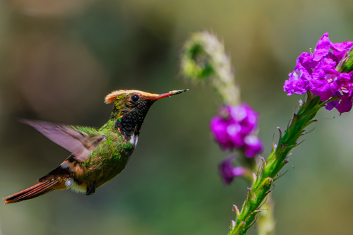 Spangled Coquette (Lophornis stictolophus), photo 2