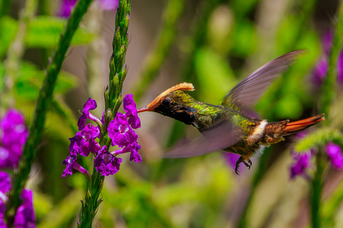 Spangled Coquette (Lophornis stictolophus), photo 9