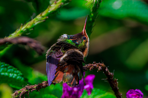 Spangled Coquette (Lophornis stictolophus), photo 8