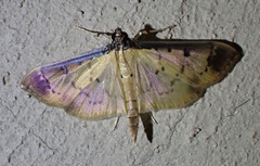 Eulepte gastralis