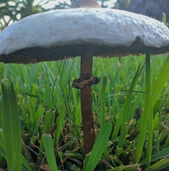 Chlorophyllum molybdites image