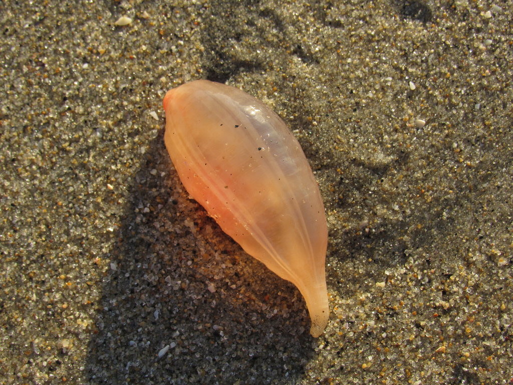 Sweet Potato Sea Cucumber