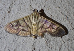 Arthromastix lauralis
