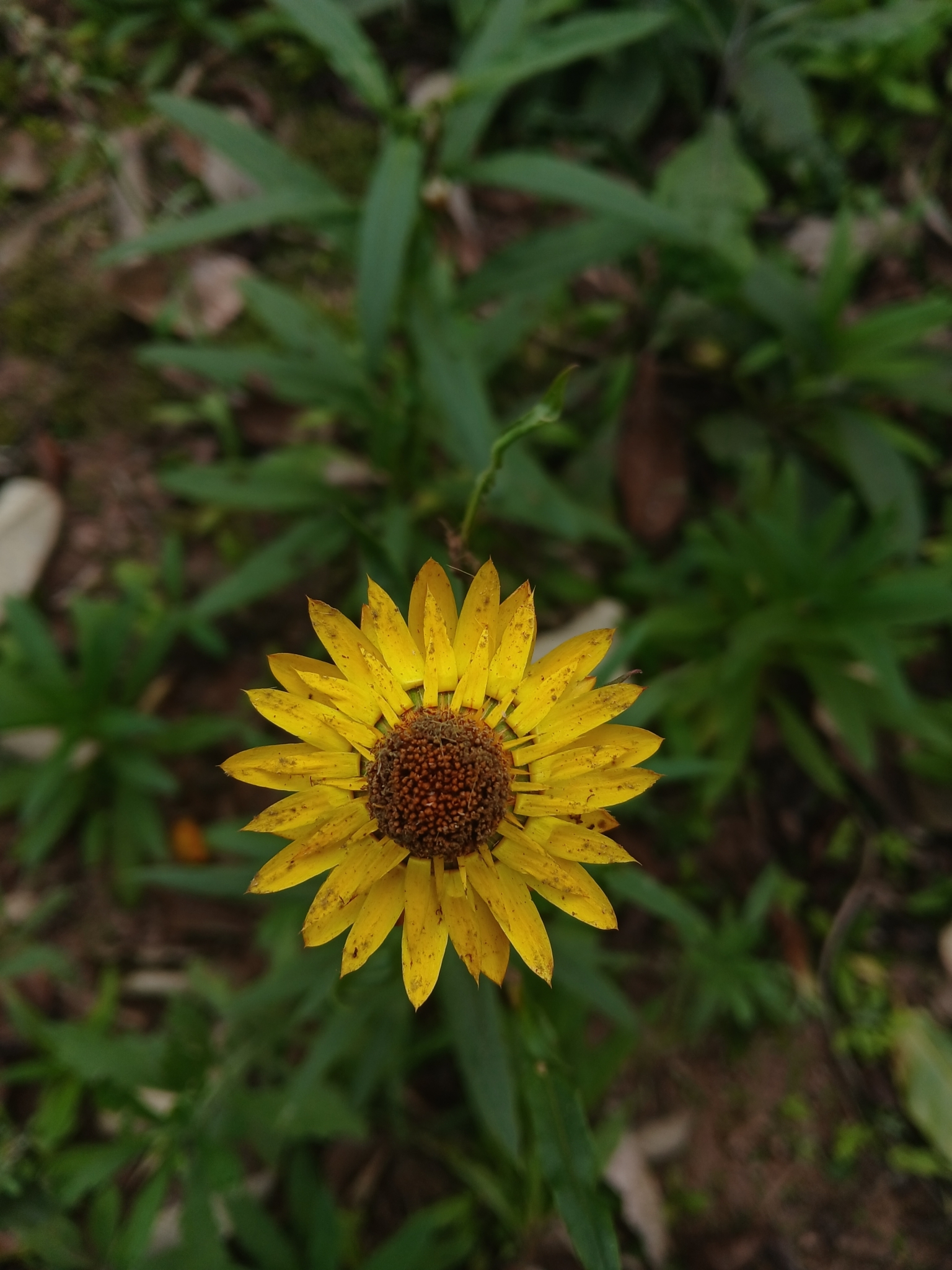 Xerochrysum bracteatum