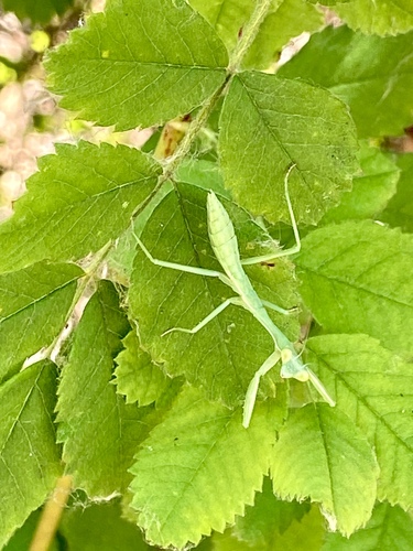 iNaturalist observation photo of Arizona Mantis