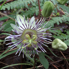 Passiflora quercetorum