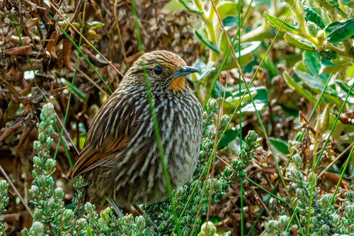 Many-striped Canastero (Asthenes flammulata), photo 4