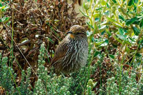 Many-striped Canastero (Asthenes flammulata), photo 3