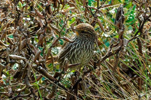 Many-striped Canastero (Asthenes flammulata), photo 7