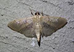Microthyris anormalis