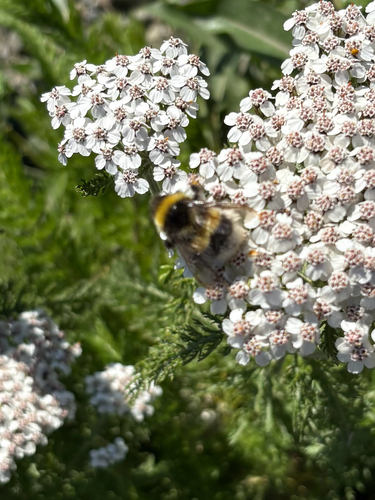 Cryptic Bumble Bee photo 3