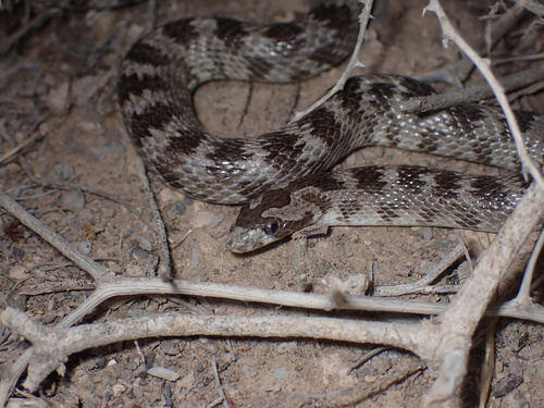 Derafshi Snake