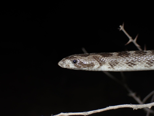 Derafshi Snake