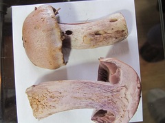 Cortinarius camphoratus