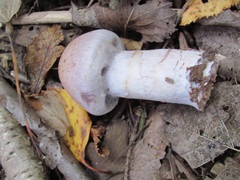 Cortinarius camphoratus
