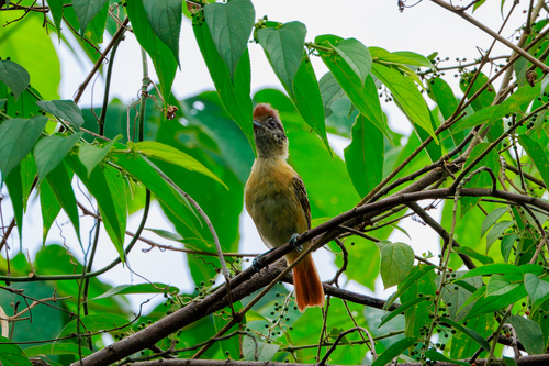 Collared Antshrike (Thamnophilus bernardi), photo 3