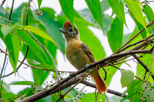 Collared Antshrike (Thamnophilus bernardi), photo 2