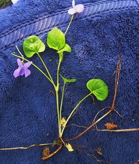Viola sacchalinensis