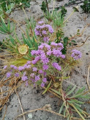 Phyllopodium cephalophorum